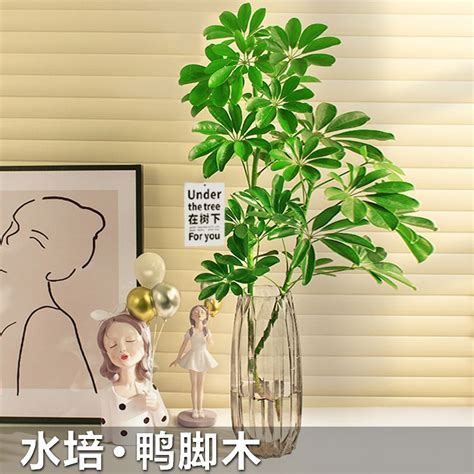 客廳招財植物